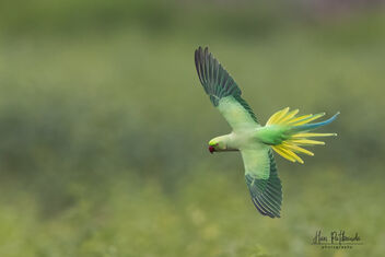 A Rose Ringed Parakeet flying over a Field - бесплатный image #482603