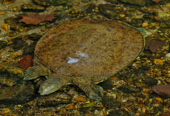 Eastern Spiny Softshell Turtle (Apalone spinifera) - image gratuit #482623 