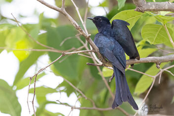 A Fork Tailed Drongo Cuckoo - image gratuit #482693 
