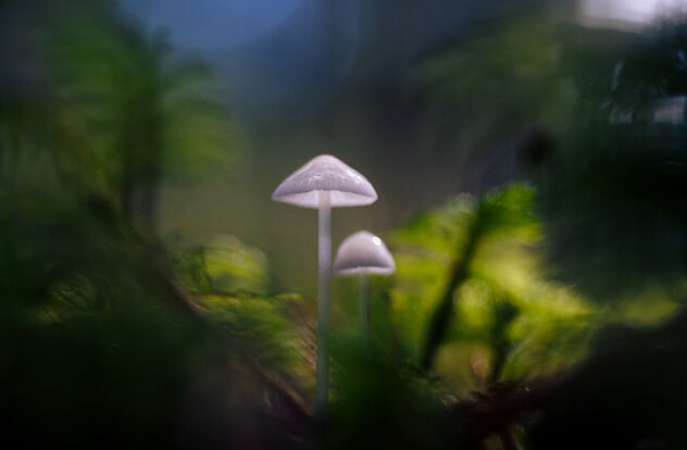 Small Fungi 3 - Kostenloses image #482743