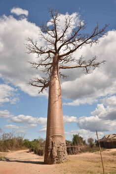 Village Baobab - image gratuit #482763 