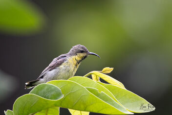 Purple Sunbird on a lovely perch - image #482873 gratis