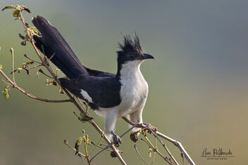 A Pied Cuckoo active in the morning - image #482903 gratis