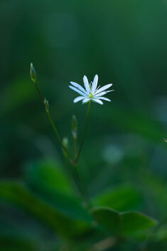 Stellaria longifolia 2 - бесплатный image #483103