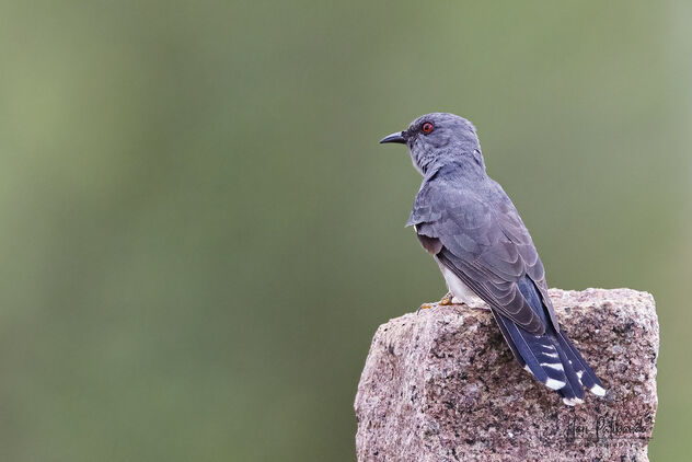 A Grey Bellied Cuckoo on a lovely perch - image gratuit #483153 