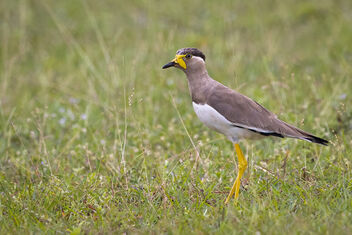 A cautious and alert Yellow Wattled Lapwing - бесплатный image #483173