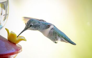 Hummingbird - Free image #483433