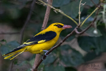 A Golden Oriole in a surprise appearance - Free image #483563