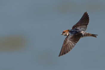A Streak Throated Swallow carrying food for its nestlings - image #483673 gratis