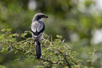 A Great Grey Shrike in action - Free image #483813