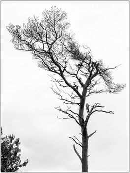 Tree - image gratuit #484023 