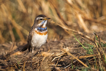 A Bluethroat Foraging in the field - image #484353 gratis