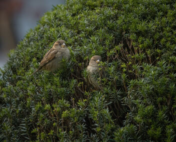 Sparrows Chilling in Shrubs - image #484623 gratis