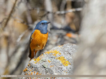 Blue-fronted Redstart (Phoenicurus frontalis) - Free image #484633