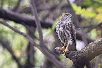 A Sub-adult Shikra surveying the area - Kostenloses image #484673