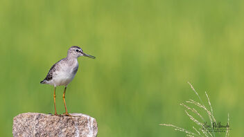 A Wood Sandpiper looking for action - image #484713 gratis