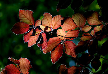 Backlit beech leaves. - бесплатный image #485203