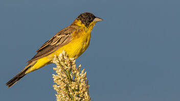 A Male Black Headed bunting on a millet cob - image #485293 gratis