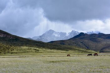 Wild Horses of Cotopaxi - Free image #485303