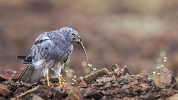 A Montagu's Harrier finishing a Meal of the Garden Lizard - Free image #485383