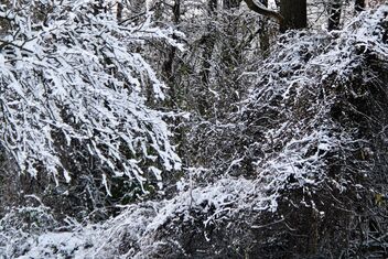 Woods and Snow - бесплатный image #485403
