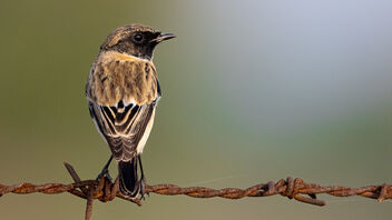 A Siberian Stonechat on a lovely perch - image #485523 gratis