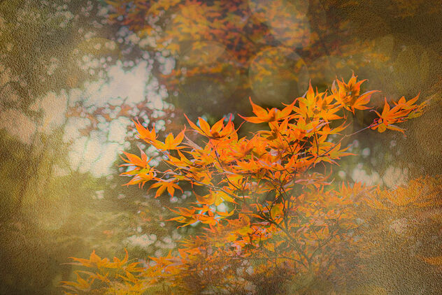 Golden Leaves - Free image #485633