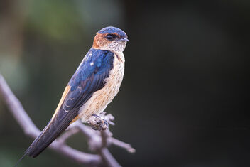 A Red Rumped Swallow Up Close - image #485673 gratis