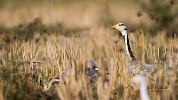 A Bar Headed Goose Peeking above the fields - Free image #485683