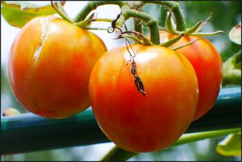 Tomatoes - Free image #485693
