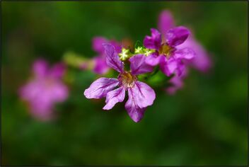 Purple small flowers - Free image #485763