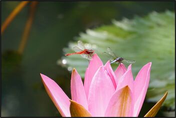 Dragonflies - Free image #485833