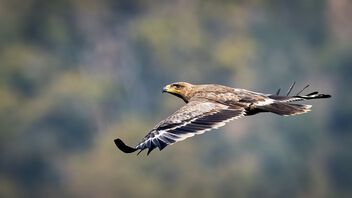 A Steppe Eagle in flight - image #486053 gratis