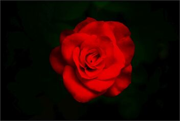 The rose - Kostenloses image #486103