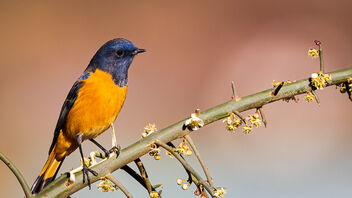 A Blue Fronted Redstart in excellent light - Free image #486253