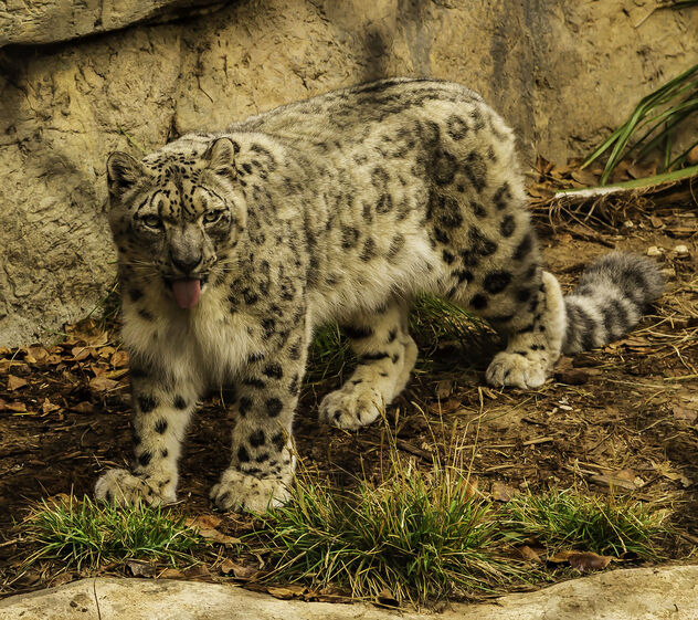 Snow leopard - Free image #486393
