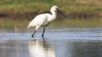 An Eurasian Spoonbill in action - Free image #486453