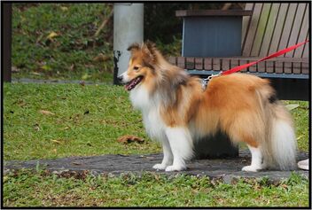 Lassie - Free image #486503