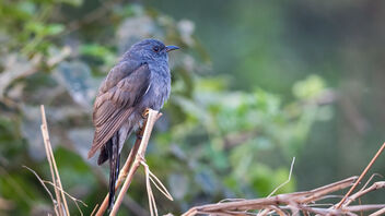 A Grey Bellied Cuckoo early in the morning - Kostenloses image #486683