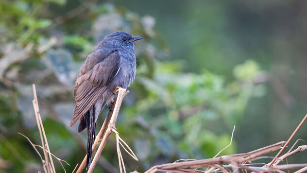 A Grey Bellied Cuckoo early in the morning - Free image #486683