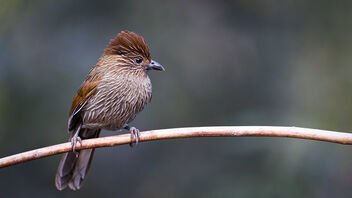 A Striated Laughingthrush ready for action - image #486743 gratis