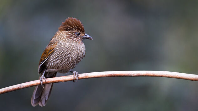 A Striated Laughingthrush ready for action - Free image #486743