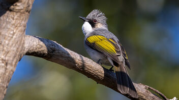 An Ashy Bulbul in the wild - Kostenloses image #486813