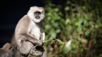 A Himalayan Grey Langur in the wild - Kostenloses image #486853