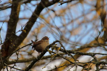 another Wren - Free image #487013
