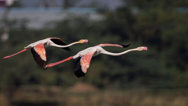 A pair of Greater Flamingoes landing in a lake - image #487073 gratis