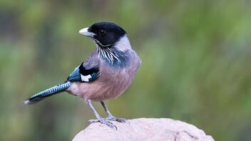 A Black Headed Jay out in the open early morning - Free image #487163