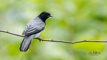 A Black Headed Cuckooshrike with a spiderweb for its nest - Free image #487843