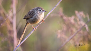 A Himalayan Prinia late in the evening - Kostenloses image #487873