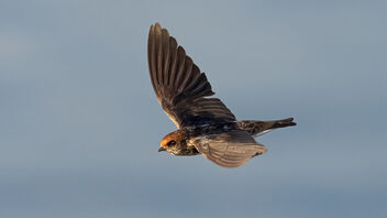 A Streak Throated Swallow in flight - бесплатный image #488293